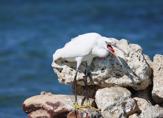 A great white heron standing on the rocks in Egypt