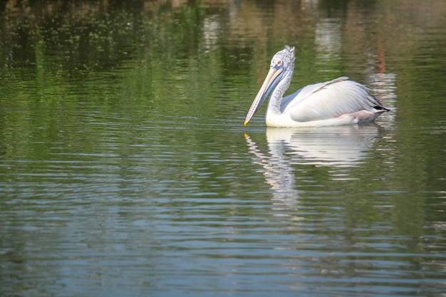 The great white pelican bird in the river