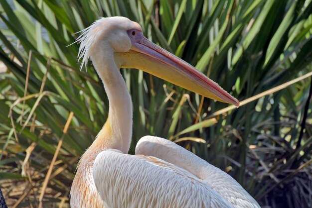 Great white pelican closeup