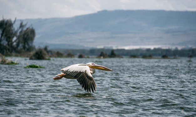 Great white pelican in flight lake naivasha kenya