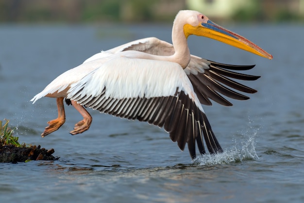 Great white pelican in lake, Kenya, Africa