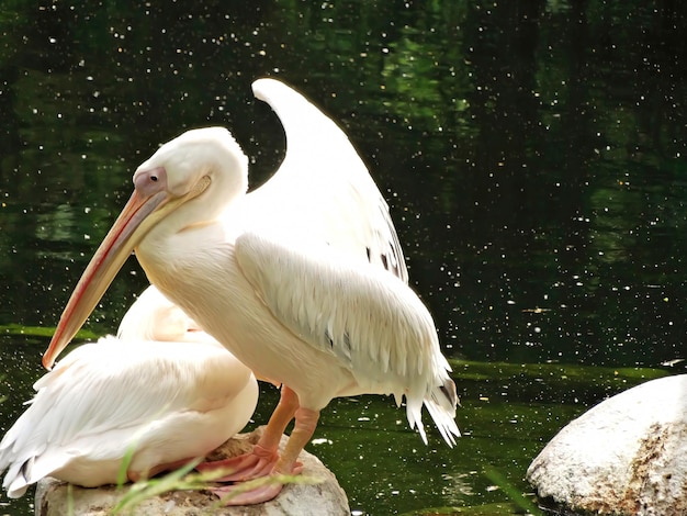 The Great White Pelican Pelecanus onocrotalus also known as the rosy pelican is a bird in the pelican family