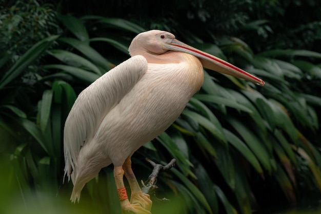 The great white pelican Pelecanus onocrotalus standing on the tree branch