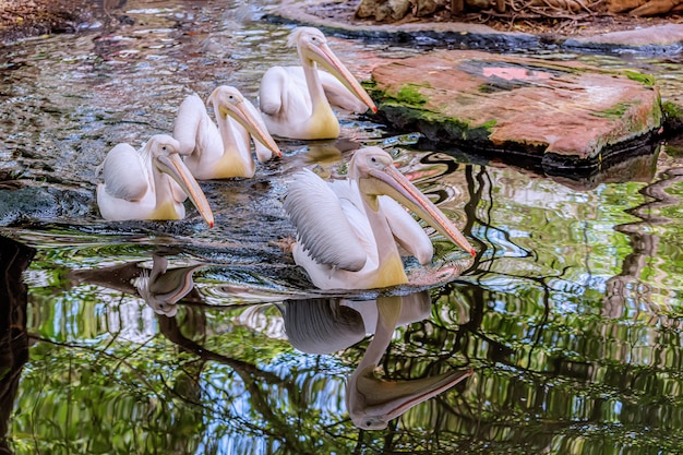 Большой белый пеликан в пруду