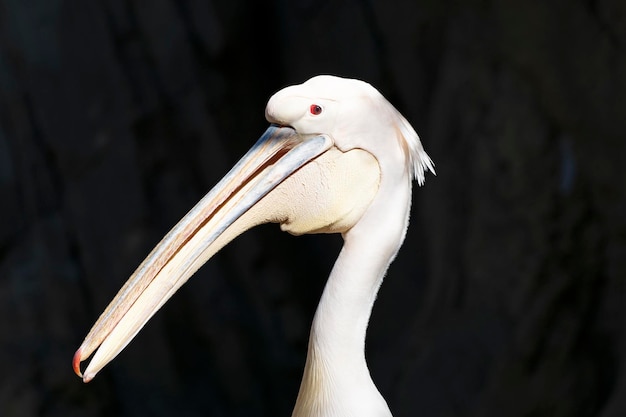 Great white pelican in sunlight