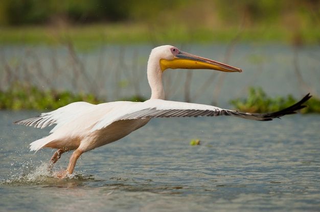 Great White Pelican Taking off