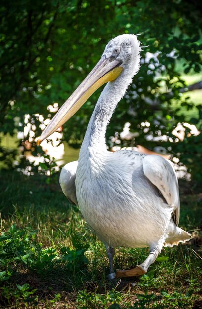 Great white pelican