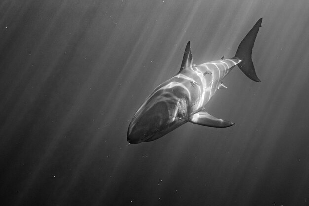 Photo great white shark attack in b&w