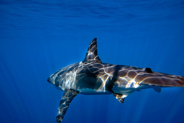 Great White shark ready to attack from deep blue