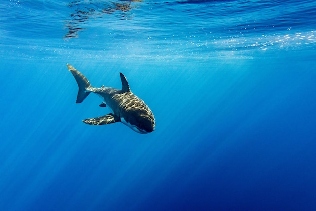 Great White shark ready to attack