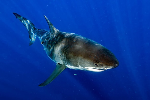 Great White shark ready to attack