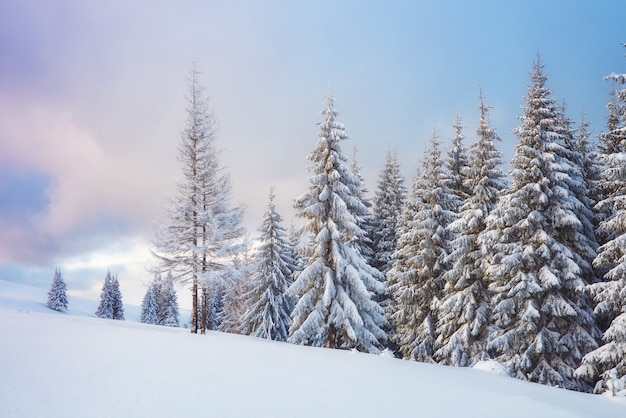 Great winter photo in Carpathian mountains with snow covered fir trees.