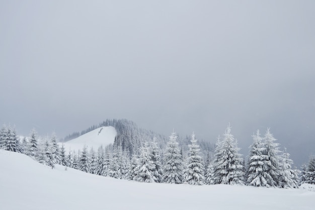 Большое фото зимы в прикарпатских горах с покрытыми снегом елями.