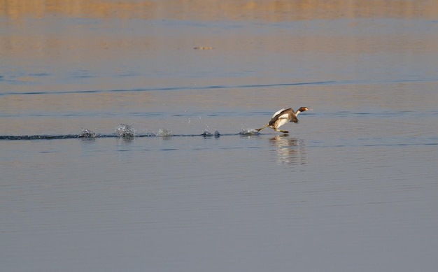 Greatcrested grebe Podiceps cristatus 이른 아침 강가에서 새가 물 위를 달린다