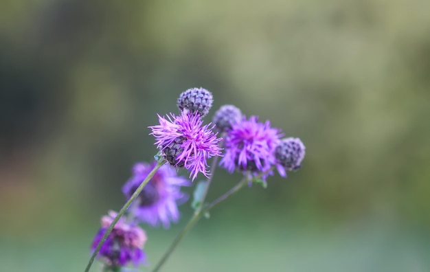 ゴボウの紫色のとげのある花 Arctium ラッパ植物