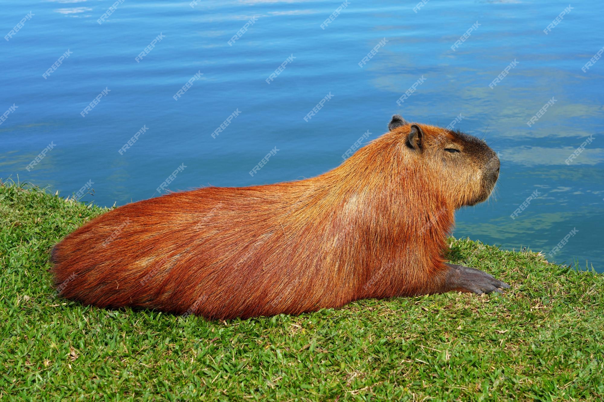 Friendly capybara  Капибара, Иллюстрации животные, Морская свинка