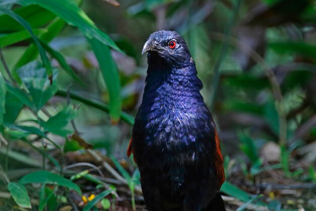 Greater Coucal Beautiful Birds of Thailand