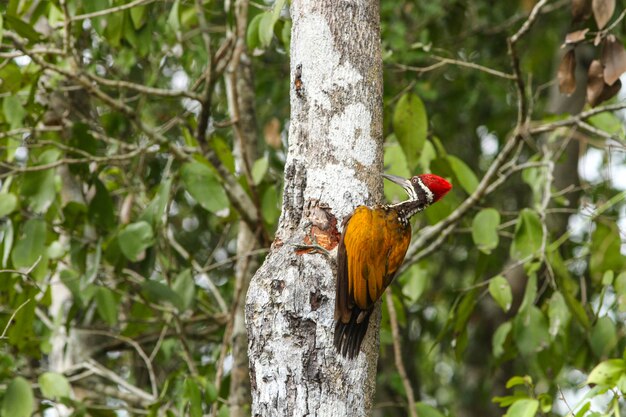  Greater Flameback