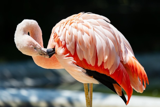 Фото Большой фламинго птица и птицы водный мир и фауна дикая природа и зоология природа и фотография животных