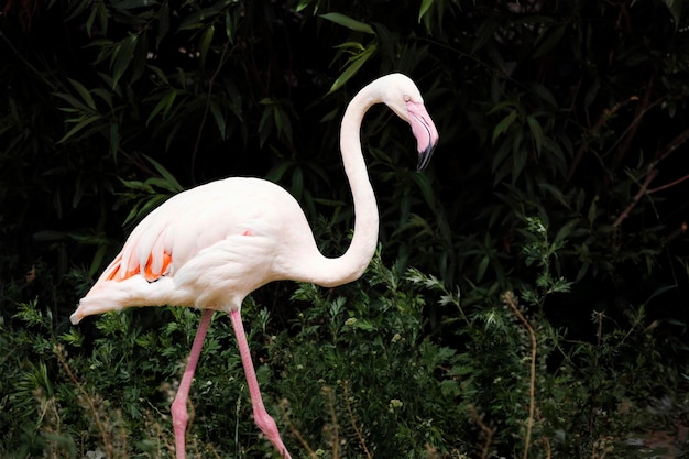 Greater flamingo in the nature