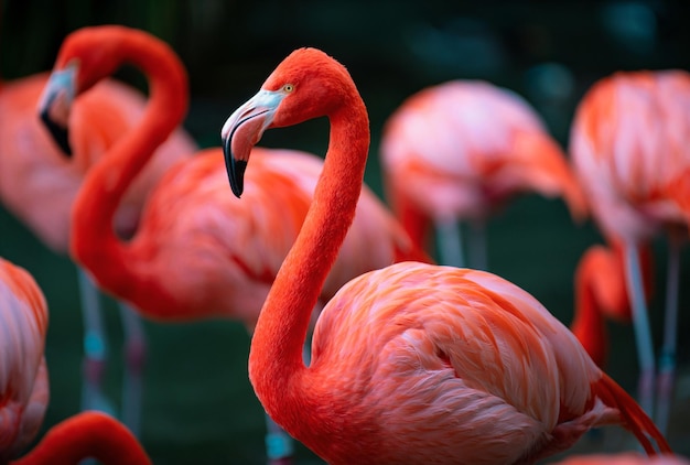 オオフラミンゴPhoenicopterusroseusピンクのフラミンゴのコロニーが池で水遊びをしている