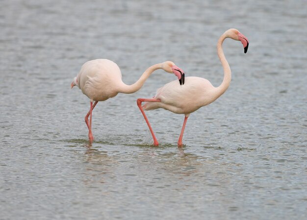 사진 푸엔테 데 피에드라 호수 (fuente de piedra lagoon) 에 있는 큰 플라밍고 피니코프터스 로세우스 (phoenicopterus roseus)