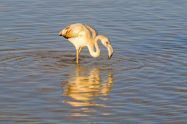 Большой фламинго (Phoenicopterus roseus) — самый распространенный вид семейства фламинго.