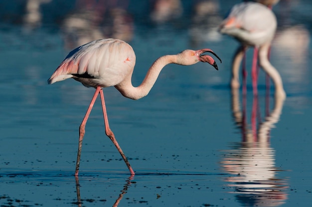 Greater flamingo Phoenicopterus roseus Malaga Spain