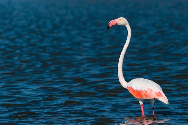 큰 플라밍고 Phoenicopterus roseus 말라가 스페인