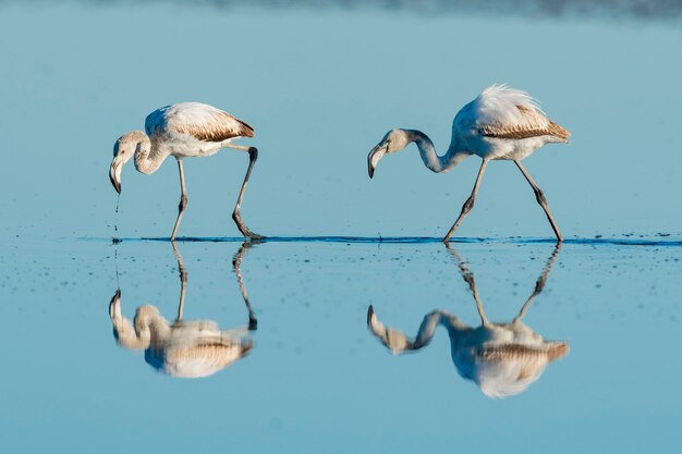 Greater flamingo Phoenicopterus roseus Malaga Spain