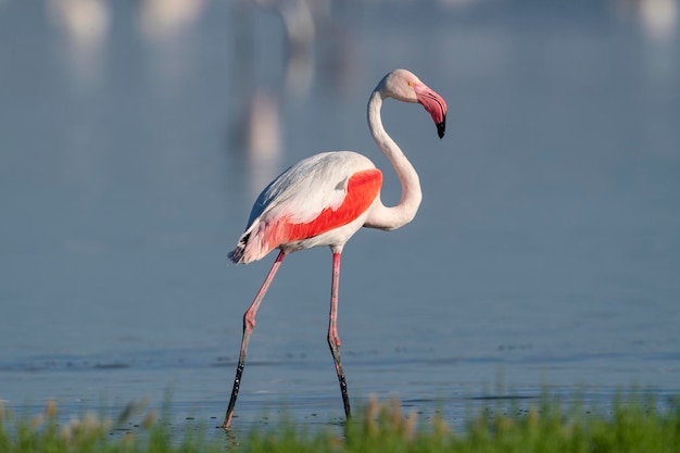 Greater flamingo Phoenicopterus roseus Malaga Spain