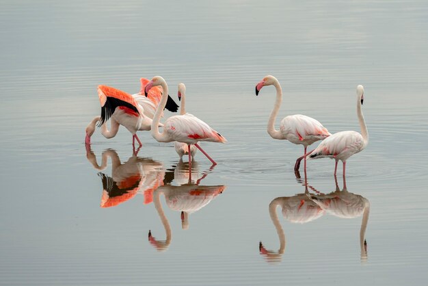 Greater flamingo Phoenicopterus roseus Malaga Spain