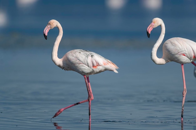 オオフラミンゴ (Phoenicopterus roseus) マラガ、スペイン