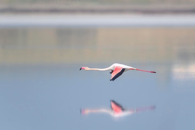 Greater flamingo (Phoenicopterus roseus) Malaga, Spain