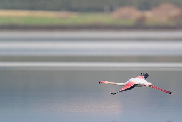 オオフラミンゴ (Phoenicopterus roseus) マラガ、スペイン