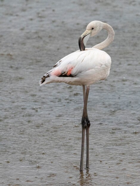 Photo greater flamingo phoenicopterus roseus malaga spain