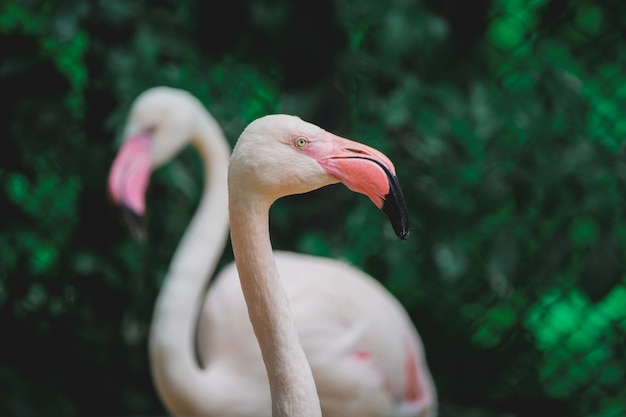 Photo greater flamingo or phoenicopterus ruber large beautiful pink bird in water animal thailand