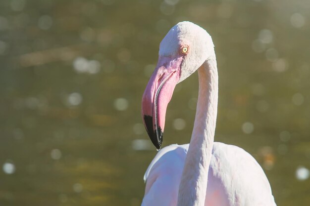 Большой портрет фламинго, портрет розового фламинго (Phoenicopterus roseus)