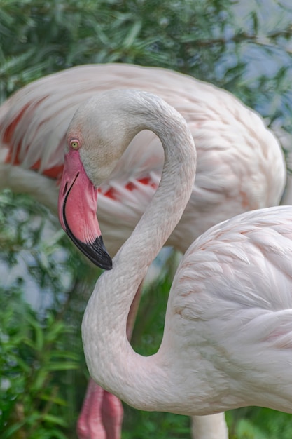 Greater flamingo