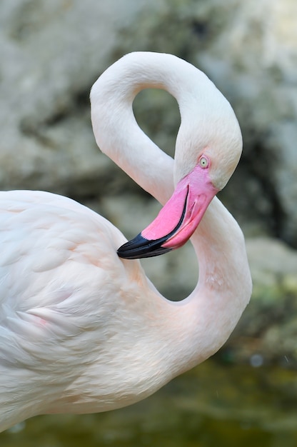 写真 オオフラミンゴ