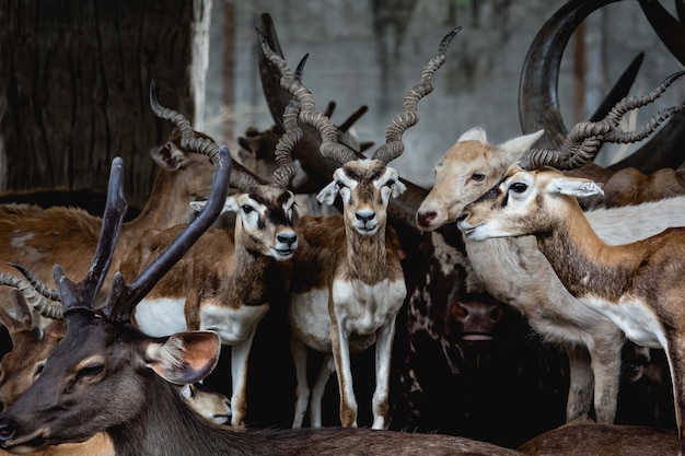 큰 kudu (tragelaphus) 그룹 초상화