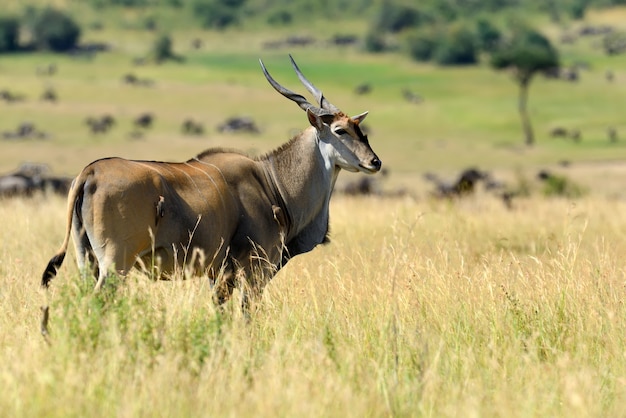Greater kudu (Tragelaphus strepsiceros). Wild life animal of Africa