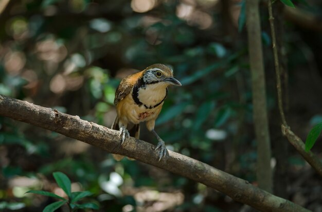 Greater Necklaced Laughingthrush in forest, Thailand