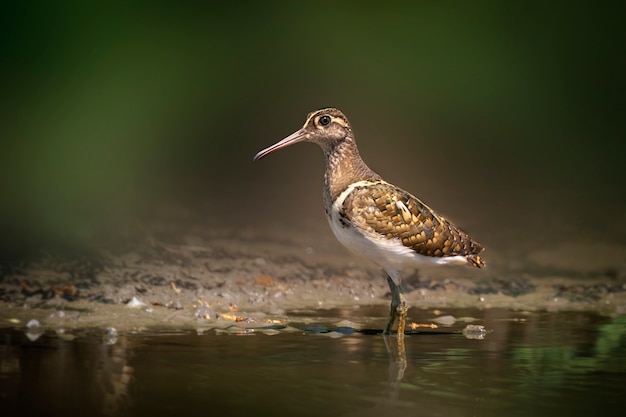 Greater Painted-snipe bird looking for food in the swamp