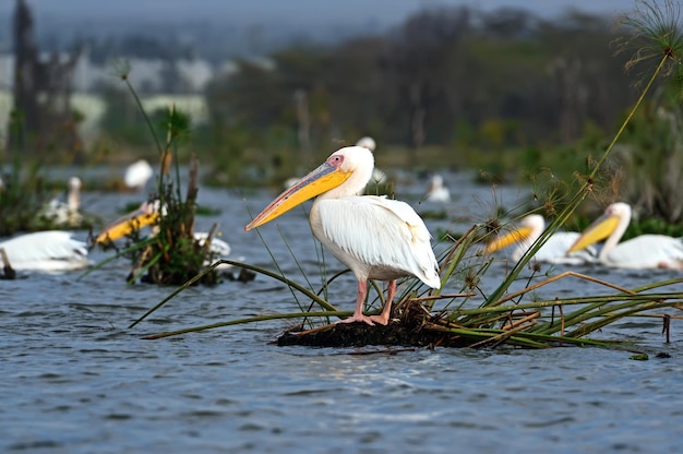 Greater Pelican flying over the coast of Lake Naivasha