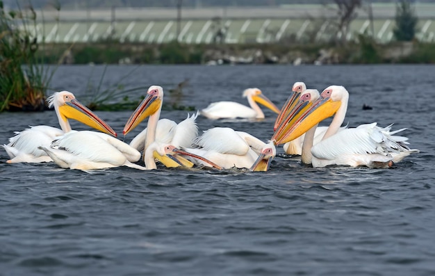 Большой пеликан пролетает над берегом озера Найваша
