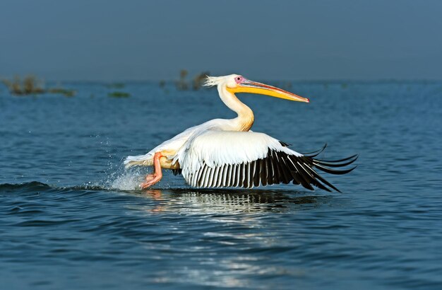 Greater Pelican flying over the coast of Lake Naivasha