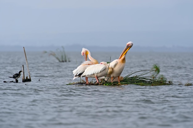 写真 ナイバシャ湖の海岸上空を飛ぶペリカン