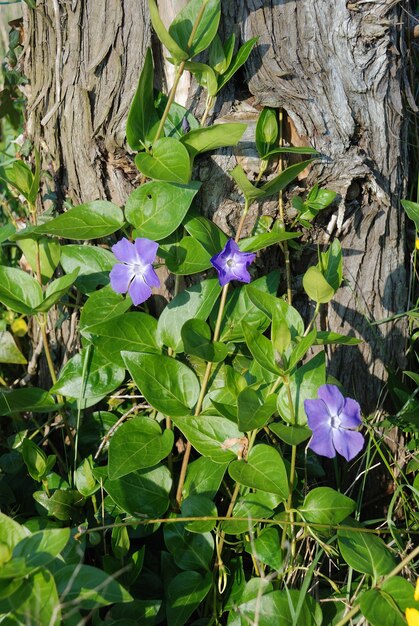 ツルニチニチソウ開花庭園