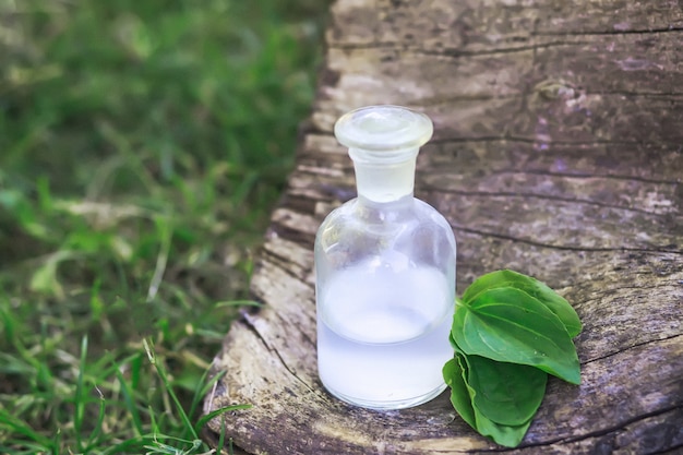 Greater plantain, Plantago, plantains or fleaworts green leaves next to clear bottle with an elixir cork.